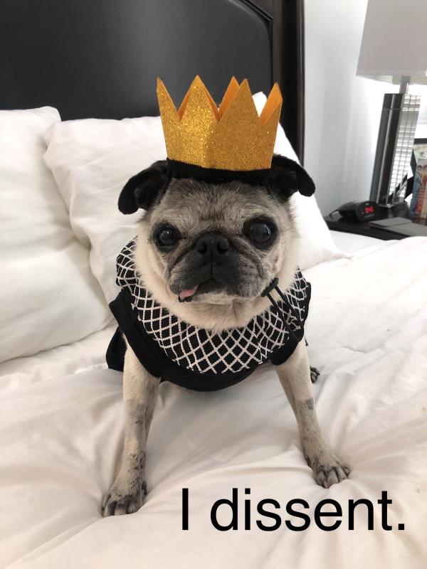 /images/uploads/pug nation rescue of los angeles/pugnation2021/entries/15025thumb.jpg